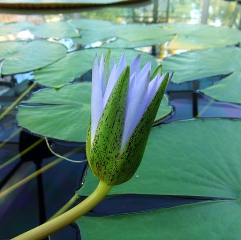 egyptian lotus flower | Adelaide and Beyond': Egyptian Blue Lotus..... Egyptian Blue Lotus, Egyptian Lotus, Egyptian Blue, Lotus Plant, Blue Lotus Flower, Egyptian Inspired, Water Lilly, Blue Lily, Nile River