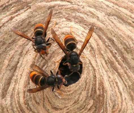 UK warning over Asian hornets and what to do if you spot one | National Hornet Aesthetic, Hornet Nest, Diy Hornets Nest, Japanese Hornet, Asian Hornet, Wasps And Hornets, Vegetable Delivery, Feeding Bees, Hornets Nest