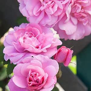 Heirloom Roses Climbing Rose Plant - John Davis Pink Rose Bush, Hardy Live Plant for Planting Outdoors Rose Hardy, Roses Garden Care, White Climbing Roses, Rose Garden Landscape, Pink Fragrance, John Davis, Roses Book, Climbing Rose, Heirloom Roses