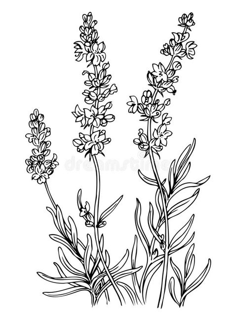 Herbs Doodle, Lavender Outline, Botanical Illustration Black And White, Plant Clipart, Traditional Flowers, Wildflower Drawing, Plant Sketches, Lavender Tattoo, Flower Line Drawings