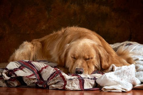 Dog Poems, Kitchen Studio, Painting Inspo, Golden Dog, Sleeping Dogs, Dogs And Puppies, Golden Retriever, Art Ideas, Digital Art