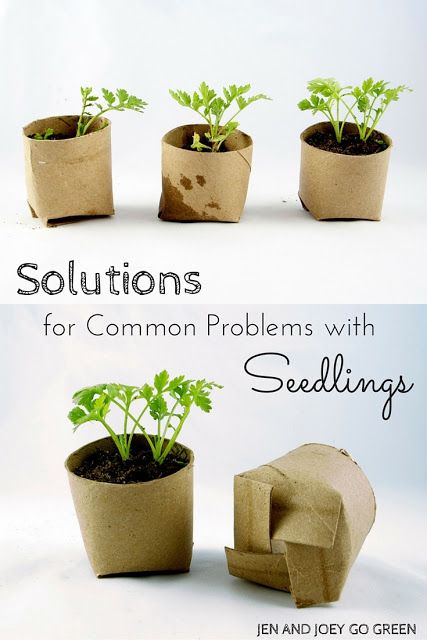 6 Common Problems that are faced when growing seeds indoors and very simple solutions to save your plants. Growing Seeds Indoors, Pollution Prevention, Seedling Pots, Garden Plant Pots, Growing Seeds, Food Garden, Eco Friendly Living, Green Garden, Seed Starting