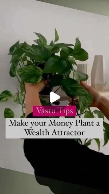 Shilpa Aggarwal on Instagram: "Vastu Tips for Money Plant

Watch Part 1 to know about the Dos and Don’ts of keeping a money plant if you want to attract wealth-related opportunities.
.
.
.
#moneyplant #wealth #abundance #vastu #vastutips" Money Plant Decor Ideas, Money Plant Indoor, Wealth Abundance, Plant Indoor, Vastu Tips, Money Plant, Energy Work, Attract Wealth, Cool Plants