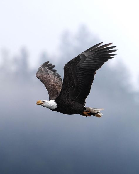 All Posts • Instagram Eagle Aesthetic, Flying Eagle, Eagle Flying, One Fish, Foggy Morning, Pack Lunch, Bird Photography, Bird Watching, Eagles