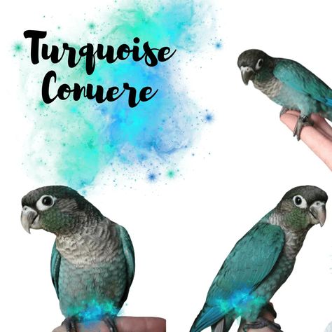 Turquoise Conure, Turquoise Green Cheek Conure, Conure Bird, Green Cheek Conure, Diy Bird Toys, How To Potty Train, Conure Parrots, Sun Conure, Talking Parrots