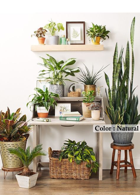 Plants on wall indoor