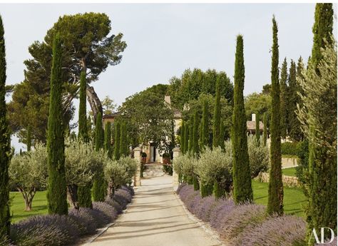 Lavender Alley - Frédéric Fekkai’s Vacation Home in the South of France | Architectural Digest (olive trees, lavender, and Provençal cypress, a symbol of welcome) Provence Garden, Luxury Garden, Mediterranean Garden, Traditional Landscape, French Garden, Provence France, French Countryside, The South Of France, South Of France