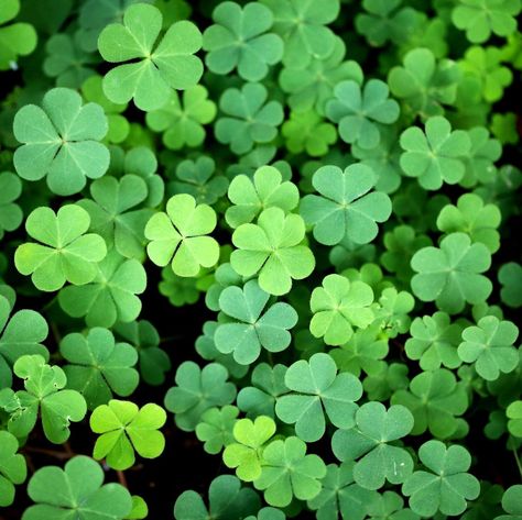 St Patricks Day Diy, Shamrock Plant, Clover Plant, Clover Seed, Lucky Plant, Three Leaf Clover, Irish Clover, Diy Gardening, Liquid Fertilizer