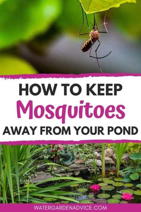 Pond Care Tips, Plants For Ponds Water, Water Gardens Backyard, Turtle Ponds Backyard Diy, Farm Pond Landscaping, Diy Ponds Backyard Simple, Garden Ponds Ideas, Swimming Pools Backyard Landscape, Small Garden Pond