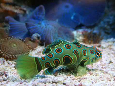 Spotted Mandarin Fish. Mandarin Fish, Fauna Marina, Reef Fish, Life Under The Sea, Aquatic Ecosystem, Salt Water Fish, Cool Fish, Saltwater Tank, Beautiful Sea Creatures