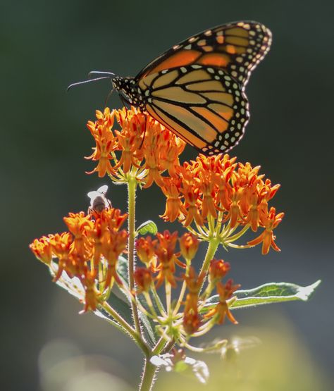 Planting Milkweed, Butterfly Milkweed, Kalmia Latifolia, Botanical Sketchbook, Milkweed Plant, Asclepias Tuberosa, Virginia Creeper, Invasive Plants, Monarch Butterflies