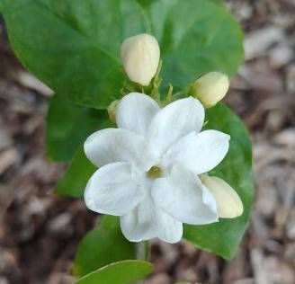 Lei Flower, Indoor Landscaping, Jasmine You, Jasminum Sambac, Hawaiian Gardens, Flower Lei, White Flies, New Roots, Candles For Sale