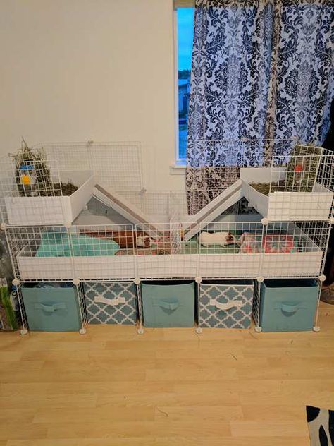 Guinea Pig Cage Ideas, Indoor Guinea Pig Cage, Cavy Cage, Renter Friendly Decorating, Indoor Rabbit Cage, Diy Guinea Pig Cage, Guinea Pig Cages, Guinea Pig Diy, C&c Cage