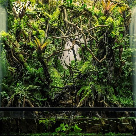 Large Vivarium, Rainforest Vivarium, Carpet Chameleon, Terrarium Cabinet, Tropical Vivarium, Jurassic Terrarium, Paludarium Vivarium, Dart Frog Terrarium, Chameleon Enclosure