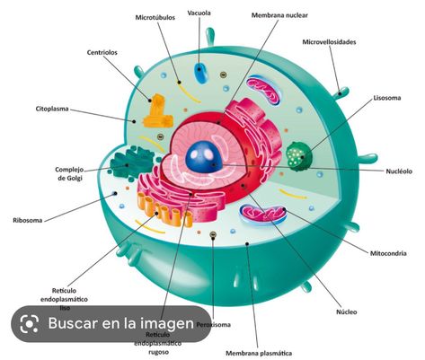 Animal Cell Anatomy, Animal Cell Drawing, Animal Cell Structure, Cell Drawing, Nuclear Membrane, Cell Theory, Plant And Animal Cells, Notes Online, Animal Cell