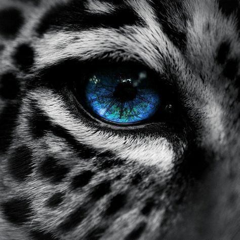 Blue eye snow leopard Jaguar Wallpaper, Selective Color Photography, Leopard Eyes, Amur Leopard, Eye Close Up, Laptop Cover, Eyes Wallpaper, Dell Xps, Acer Aspire