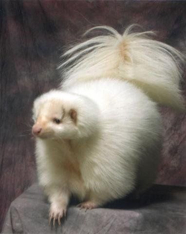 White Skunk White Skunk, Special Animals, Ocean Boulevard, Dream Pet, Albino Animals, The Tempest, Power Animal, Secret Life Of Pets, Bone Marrow