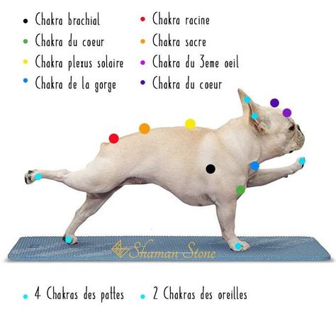 Chakras du chien Shaman stone Shaman Stones, French Bulldog Breed, Social Media Icons Free, Animal Reiki, Dog Spa, Dog Health Tips, Les Chakras, Dog Health, Social Media Icons