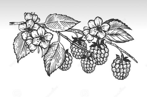 Mulberry Branch Tattoo, Mulberry Tattoo, Blackberry Illustration, Raspberry Branch, Orange Tree Branch, Blackberry Tattoo, Citrus Tree, Fruit Tattoo, Engraving Tattoo