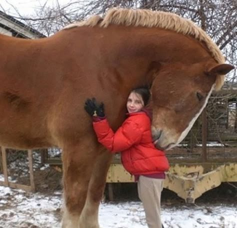 This Horse Is An Absolute Unit Belgian Draft, Big Horses, I Love Horses, Brown Horse, All The Pretty Horses, Horse Crazy, Clydesdale, Draft Horses, Gentle Giant