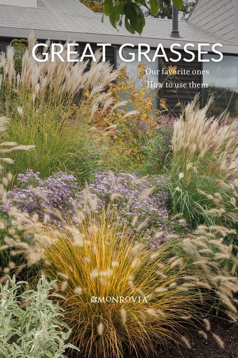 Layer Landscape Design, Garden Grasses Border, Grasses Garden Landscaping, Front Yard Grass Landscaping, Native Grass Garden, Wild Grass Garden, Best Grasses For Landscaping, Coastal Grasses Landscape Design, Gardening With Grasses