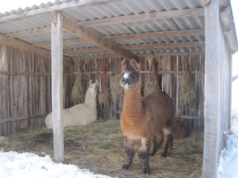 Llama Shelter Ideas, Llama Shelter, Alpaca Shelter, Goat Paddock, Shelter Ideas, Goat House, Paddock Paradise, Alpaca Farm, Farm Lifestyle