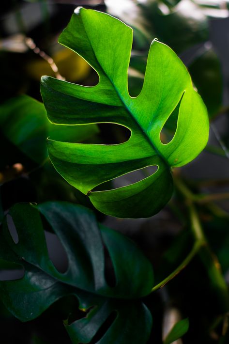 Rhaphidophora Tetrasperma. This babe is a climber. It is also known as the mini monstera, however, it is not in the same species. I find it really enjoys to have its leaves misted and put a tall trellis and watch it go! Great for a bright, indirect light spot inside the home. All rights to photos belong to Boho Plant Co. and  Brandon B McNamara Photography Tall Trellis, Mini Monstera, Rhaphidophora Tetrasperma, Plant Photography, House Plants Decor, Watch It, Find It, Indoor Plants, Plant Leaves