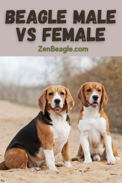 Compare Beagle male and female differences 🐾👨‍👩‍👦‍👦 Our blog post explores their distinct traits and care considerations. Find the paw-fect Beagle companion for your family! 📚🐶 #BeagleGenderDifferences #PetFamily #DogBlog Beagle Hound Mix Dog, Beagle Hunting, Male Vs Female, Fun Personality, Mini Monster, Which Is Better, Dog Blog, Beagle Dog, Popular Dog