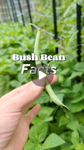 Vanessa Minton on Instagram: "Bush Bean Facts and how I grow a lot of them! 
.
Here's my schedule for keeping bean production going from early spring to late fall in Texas ➡️
•1-2 weeks before my last average frost date I will scrape back the mulch to expose soil so it can warm up faster.
Then I'll direct sow bush beans 4 per sq ft. 
•They will begin to produce in a little over a month and when they start to produce I pick everyday to support more fruiting! 
•After a few weeks of production it will be pretty warm out so I'll start noodle beans in pots. 
•Then as the bush beans start to produce less or have disease the noodle beans are starting to ramp up and those will go all summer! 
•I get my noodle beans seeds from @jerrasgarden
•In early August I start another round of bush beans and b Bush Beans Growing, Growing Bush Beans, Fall In Texas, Beans Seeds, Growing Beans, Bean Pods, The Noodle, Bean Plant, Bush Beans