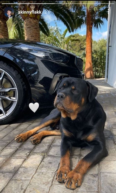 Rottweiler And Doberman, Miniature Rottweiler, Black Rottweiler, Rottweiler Pictures, Puppy Rottweiler, Funny Rottweiler, Lover Anime, Senior Dogs Care, Puppy Black