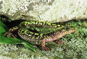 Adult photo of Green Salamander courtesy of Mark Tegges Green Salamander, Big Iguana, Pet Reptiles, Tiger Salamander, Alligator Snapping Turtle, Slider Turtle, Black Soil, Dragon Black, North American Wildlife