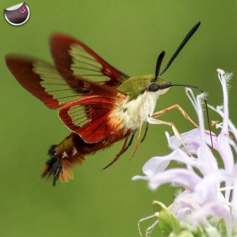 Hummingbird Clearwing Moth, Hummingbird Aesthetic, Hummingbird Hawk Moth, Hummingbird Moth, Hawk Moth, Painting Inspo, Bugs And Insects, December 7, Very Happy