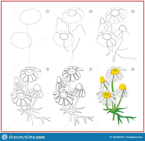 Chamomile Drawing Simple, Circle Drawings, Flower Draw, Coloring Illustration, Simple Flower Drawing, Draw Step By Step, Flower Step By Step, Flower Drawing Tutorials, Drawing Tutorials For Beginners