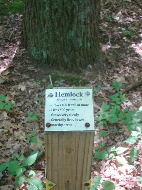 Example of trailside interpretive signage Memorial Tree Ideas, Nature Trail Signs, Trail Marking, Camp Signage, Trail Signage, Garden Signage, Interpretive Signage, Signage Ideas, Outdoor Learning Spaces