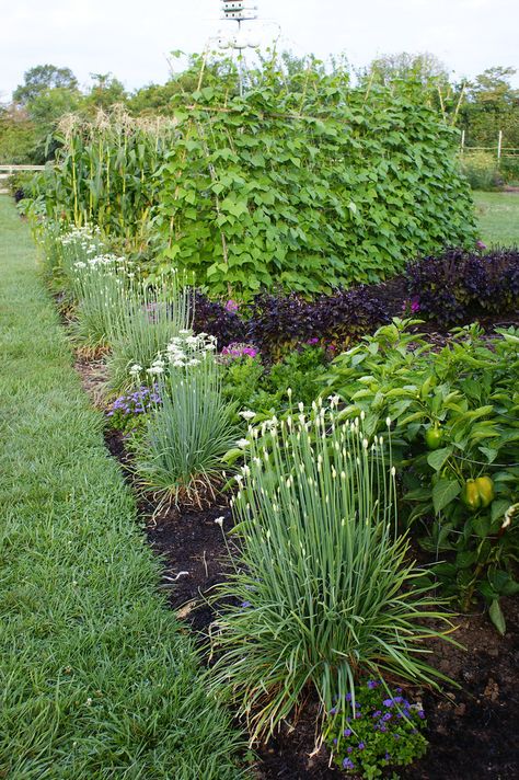 Vegetable Garden (3) | Flickr - Photo Sharing! interplant purple basil and garlic / onion plants for visual variety Diy Garden Games, Herb Garden Wall, Purple Basil, Cute Garden Ideas, Garden Crafts For Kids, Colonial Garden, Planting Onions, Small Balcony Garden, Garden Games