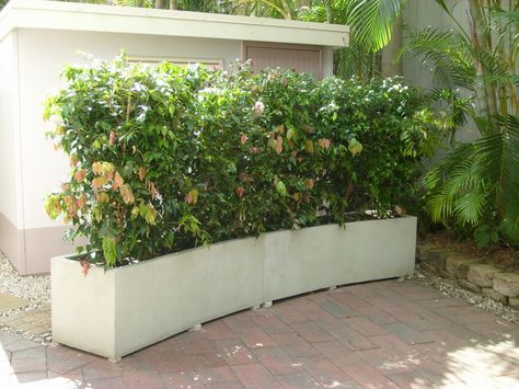 Curved Planter by Potanico in Australia Curved Planter, Tall Planter Boxes, Rectangular Planter Box, Curved Patio, Water Feature Wall, Garden Hedges, Balcony Planters, Contemporary Planters, Balcony Patio