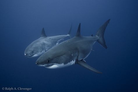 2 Great White Sharks swimming next to one another Sharks Beautiful, Beautiful Sharks, Shark Pics, Save Sharks, Sharks Swimming, Guadalupe Island, Giant Manta, Sea Shark, Save The Sharks