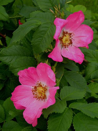 Rose Reference, Beautiful Pink Flowers, Wild Roses, Watercolor Inspiration, Flower Photos, Amazing Flowers, Pretty Flowers, Flower Power, Pretty In Pink