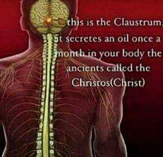 Claustrum 33 Vertebrae, The Vagus Nerve, Kemetic Spirituality, Path To Enlightenment, Narrow Path, Spiritual Ascension, Fish Symbol, Sacred Science, Pituitary Gland