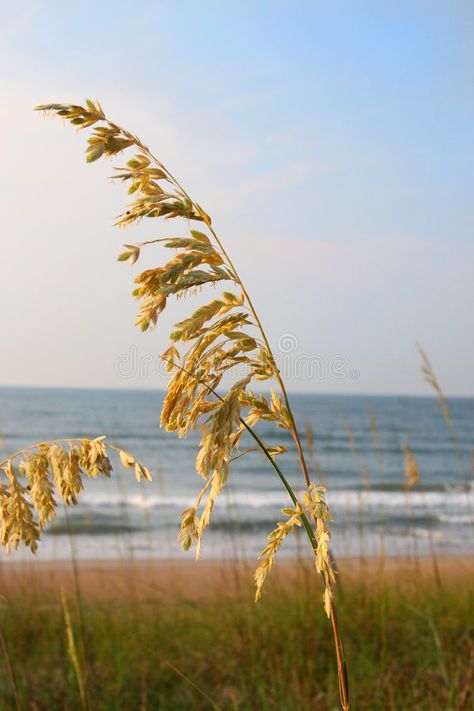 Sea oats. A tall stalk of sea oats against a blue ocean and sky , #AD, #tall, #stalk, #Sea, #oats, #ocean #ad Sea Oats, Reference Photos For Artists, Watercolor Sketchbook, Wedding Art, Reference Photos, Diy Art Painting, Blue Ocean, Beach Pictures, Diy Art