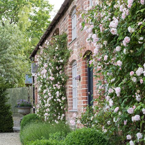 New Dawn Climbing Rose, Climbing Roses Trellis, White Climbing Roses, Wall Climbing Plants, Red Climbing Roses, Clematis Trellis, Rose Trellis, Flowers Growing, Walled Garden