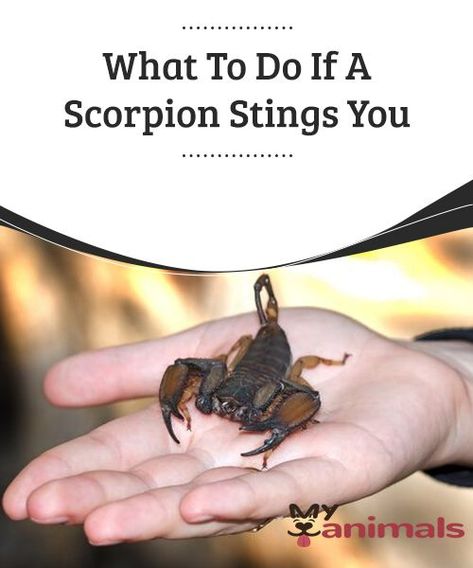 Remedies For Bee Stings, Wasp Stings, Bee Sting, Mosquito Bite, What To Use, Nursing Students, Scorpion, Home Remedies, Natural Remedies