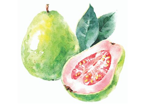 Fruit Watercolor, Guava Fruit, Guavas, Flame Tree, Botanical Drawing, Food Sketch, Watercolor Fruit, Fruit Water, Fruit Illustration