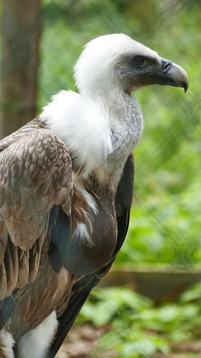 Vulture Bird Scavengers - Free photo on Pixabay Scavengers Animal, Scavenger Animals, Vulture Images, America School, Bearded Vulture Photography, Vulture Bird, Animals Name List, Vulture Marvel, Cherry Stuff