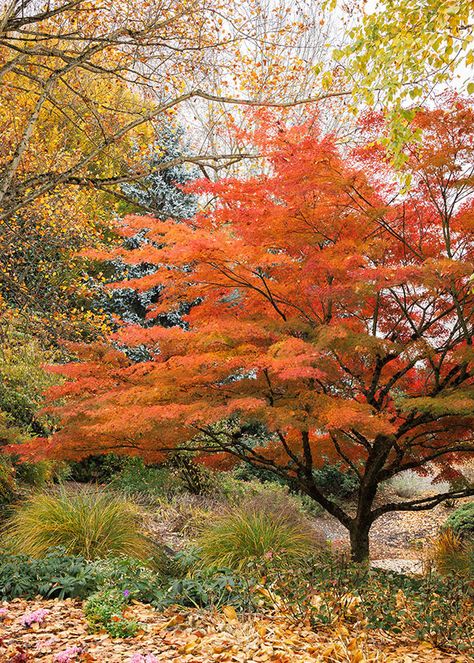 Japanese Maple Care Guide: How To Plant, Grow, And Care For Them Japenese Maple, Japanese Maple Tree Landscape, Maple Tree Landscape, Japanese Maple Care, Japanese Maple Varieties, Coral Bark Japanese Maple, Patio Trees, Japanese Maple Tree, Perennial Shrubs