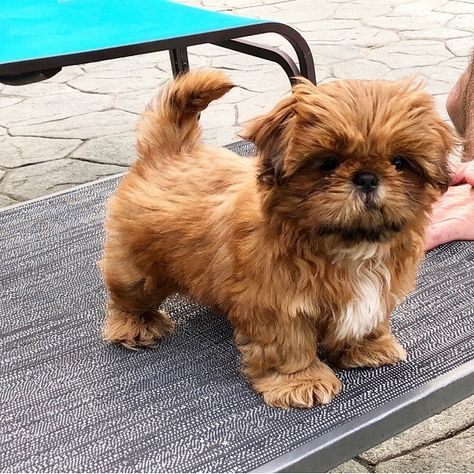 Available Puppies | SHIH TZU BREEDERS FARM Puppies Shih Tzu, Shih Tzu For Sale, Shih Tzu Breeders, Teacup Shih Tzu, Shitzu Dogs, Shitzu Puppies, Puppies Near Me, Dog Leash Training, Shih Tzu Puppies