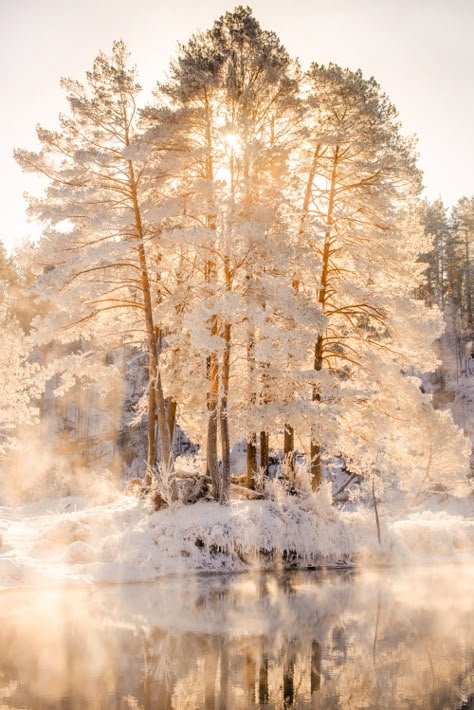 See More Winter Gold, Poster Store, Winter Mood, Landscape Photography Nature, Winter Scenery, Winter Magic, Winter Beauty, Russia City, Color Harmony