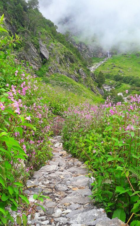 Valley Of Flowers Uttarakhand Video, Valley Of Flowers Uttarakhand, Hemkund Sahib, Beautiful Pathways, Flower Garden Pictures, Soothing Nature, Flower Forest, Valley Of Flowers, The Road Not Taken