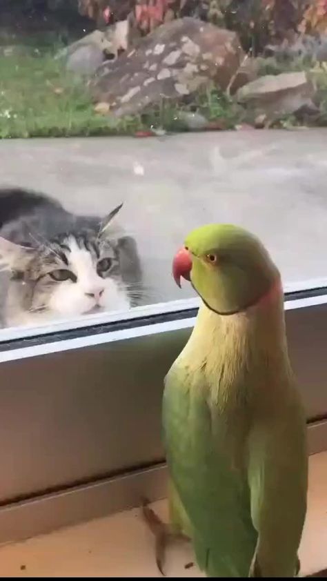 Funny Parrots, Funny Birds, Baby Animals Funny, Cute Wild Animals, Cute Animal Videos, Baby Bunnies, Animal Jokes, Cute Birds, Funny Animal Pictures