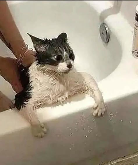 Cat Reaction, Kitty Photos, Me Irl, Wet Cat, Fluffy Cat, Feline, Kitty, Memes